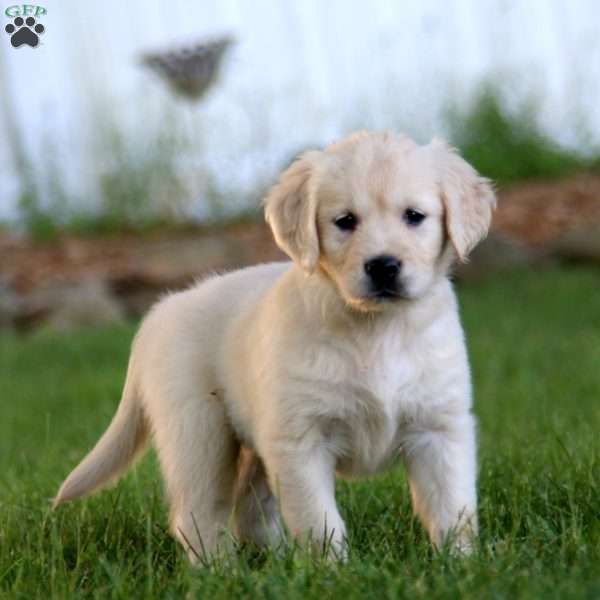 Sela, Golden Retriever Puppy