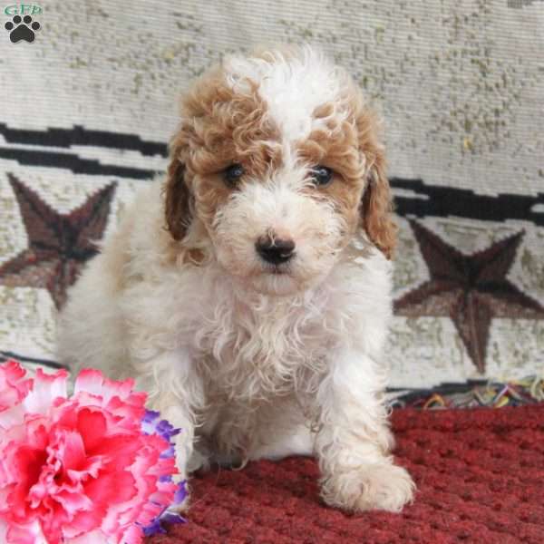 Seth, Cavapoo Puppy