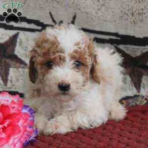 Seth, Cavapoo Puppy