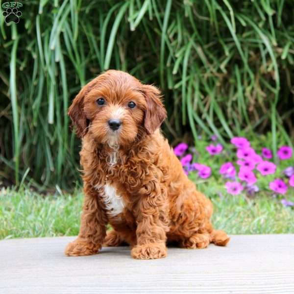 Seth, Cavapoo Puppy