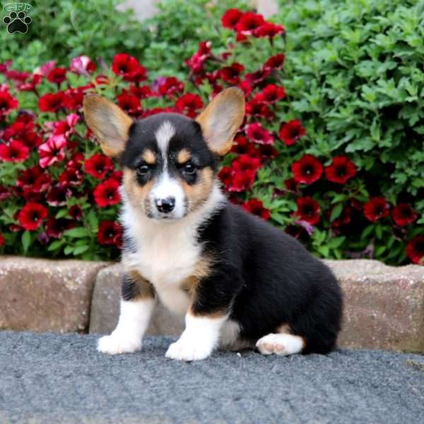 Seth, Pembroke Welsh Corgi Puppy