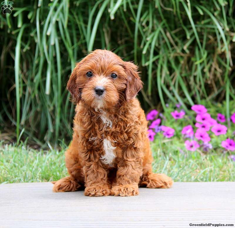 Seth - Cavapoo Puppy For Sale in Pennsylvania