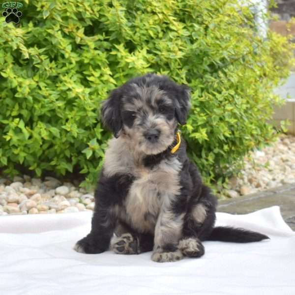 Shadow, Goldendoodle Puppy