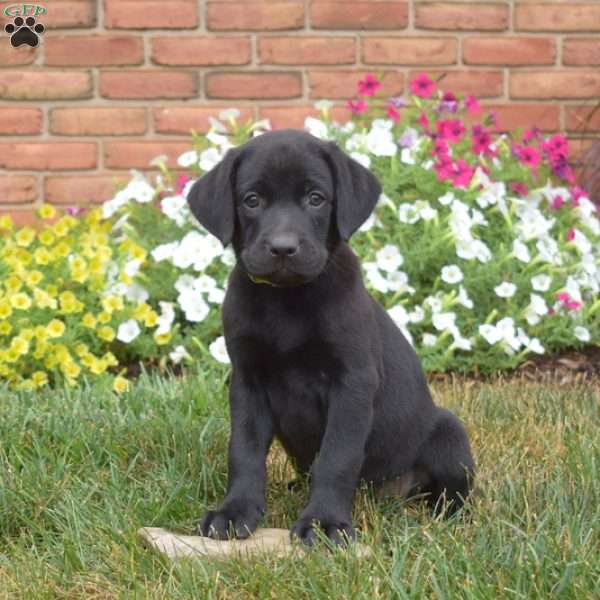 Shadow, Black Labrador Retriever Puppy