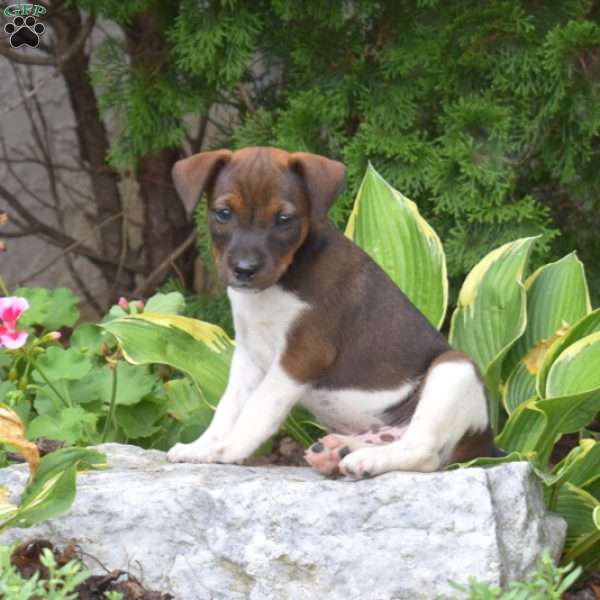 Shadow, Jack Russell Terrier Puppy