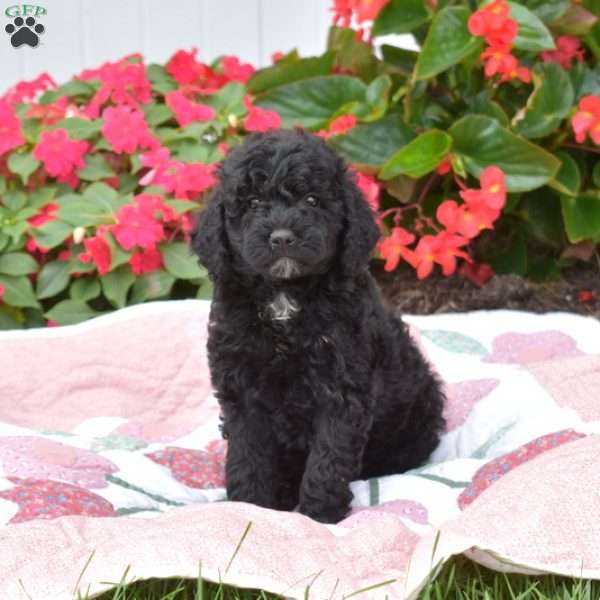 Shadow, Mini Labradoodle Puppy