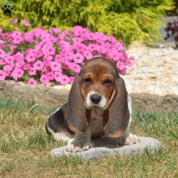 Shadow, Basset Hound Puppy