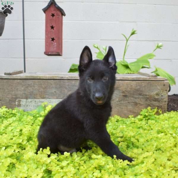 Shadow, German Shepherd Puppy