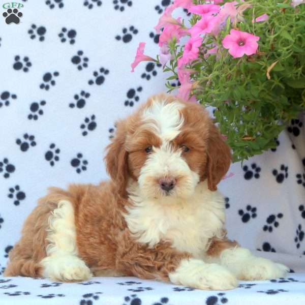 Shaggy, Mini Bernedoodle Puppy