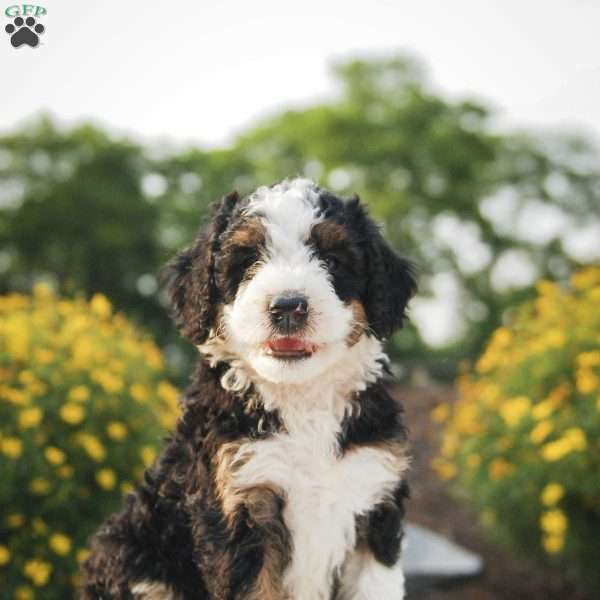 Sharon, Bernedoodle Puppy