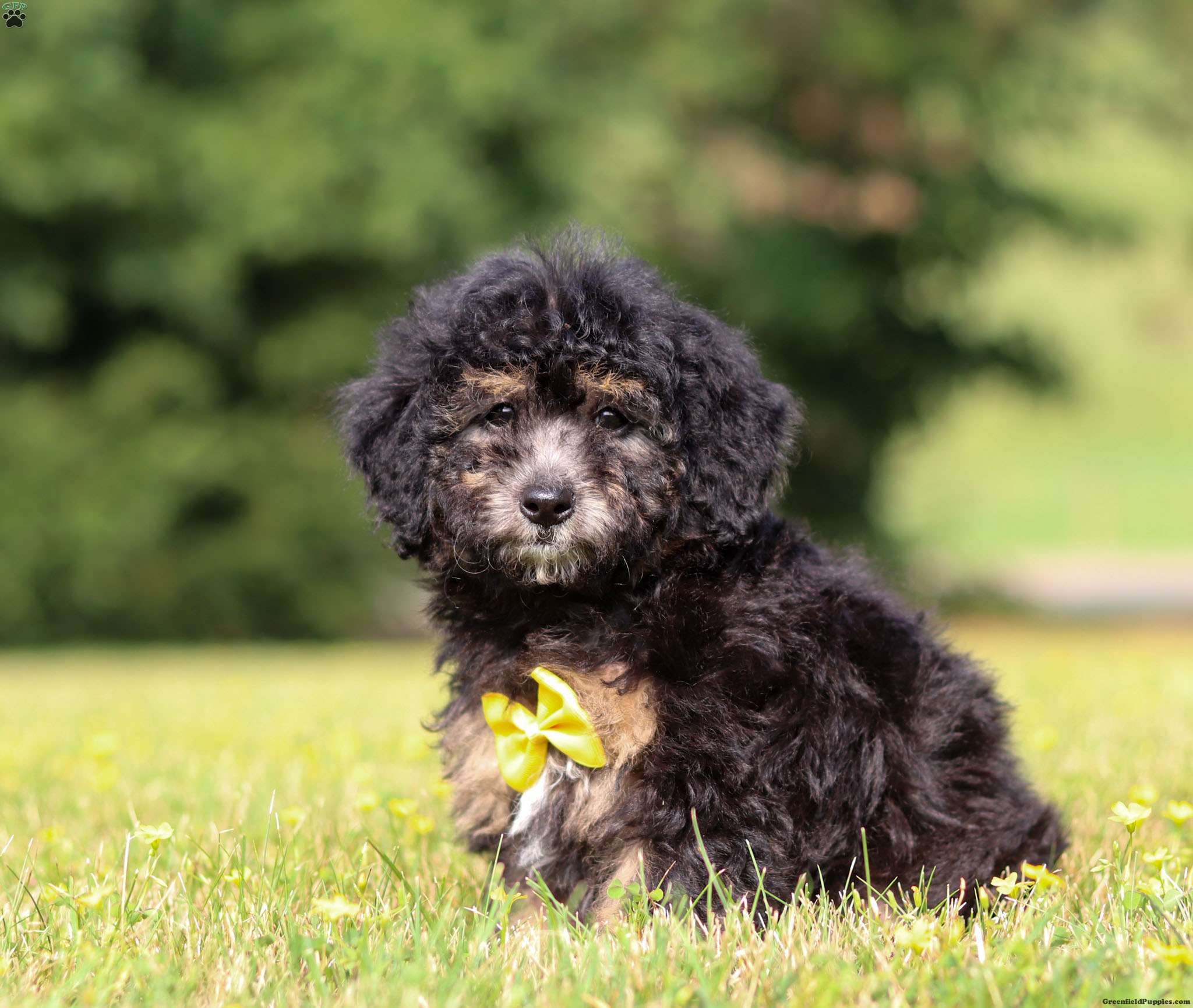 Shawn - Miniature Poodle Puppy For Sale in Ohio