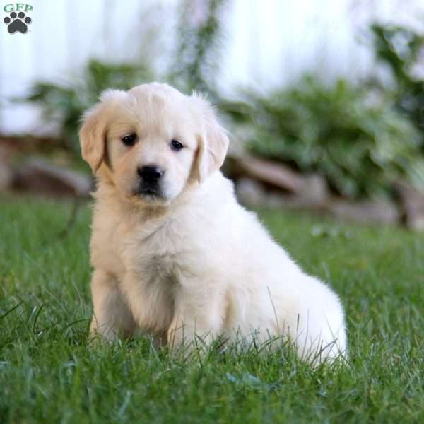 Sheila, Golden Retriever Puppy