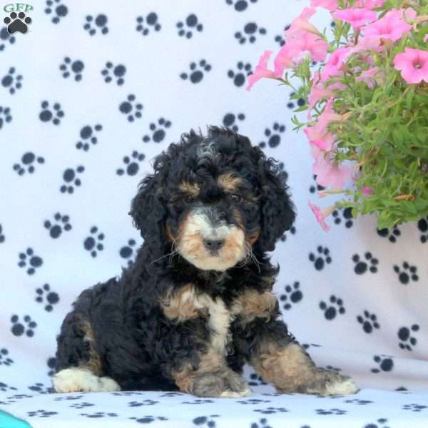 Shelby, Mini Bernedoodle Puppy