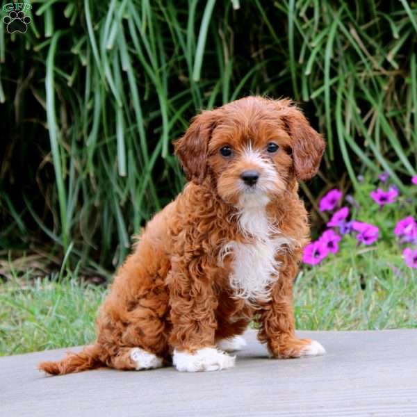 Sheldon, Cavapoo Puppy