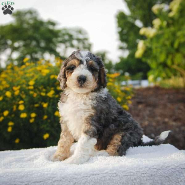 Sheldon, Bernedoodle Puppy