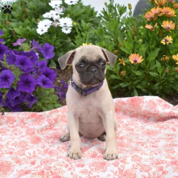 Shell, Pug Puppy