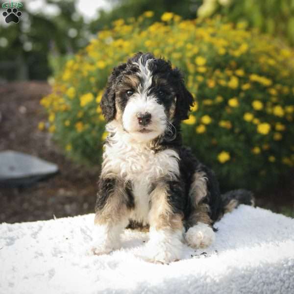 Sheryl, Bernedoodle Puppy