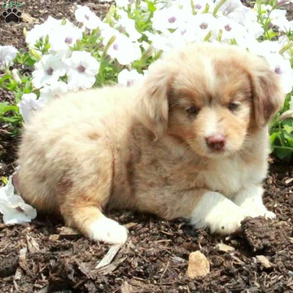 Shiloh, Miniature Australian Shepherd Mix Puppy