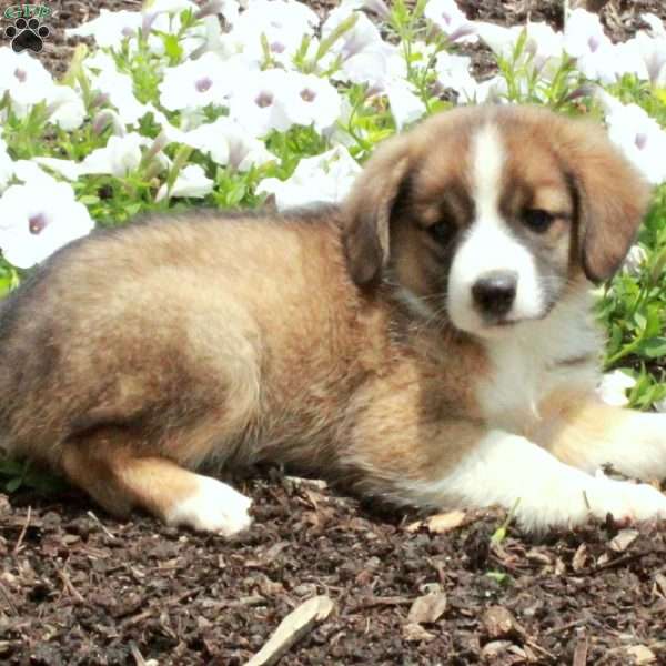 Sid, Miniature Australian Shepherd Mix Puppy