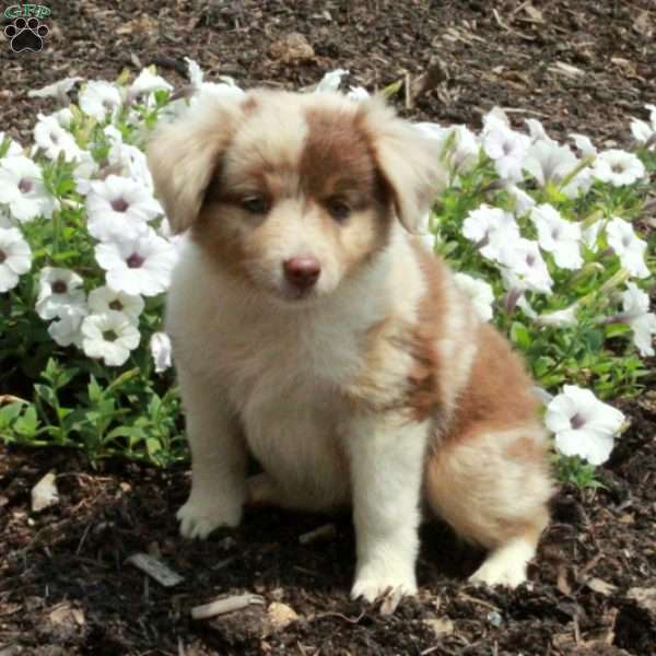 Silas, Miniature Australian Shepherd Mix Puppy