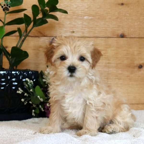 Silas, Maltipoo Puppy