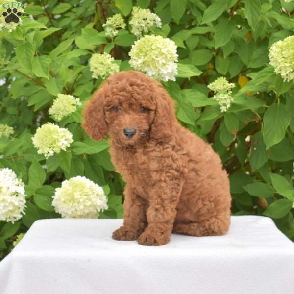 Simba, Cavapoo Puppy