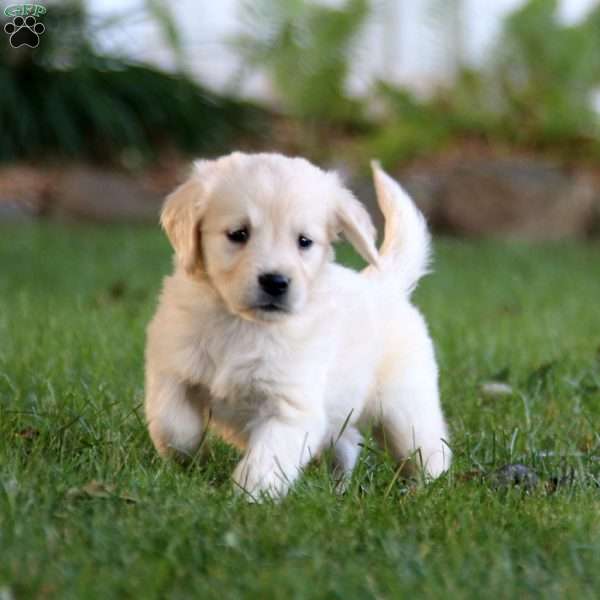 Simba, Golden Retriever Puppy