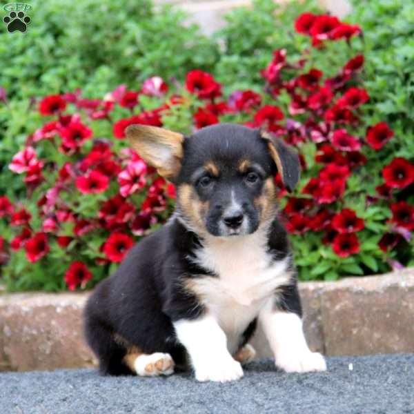 Simeon, Pembroke Welsh Corgi Puppy