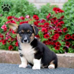 Simeon, Pembroke Welsh Corgi Puppy