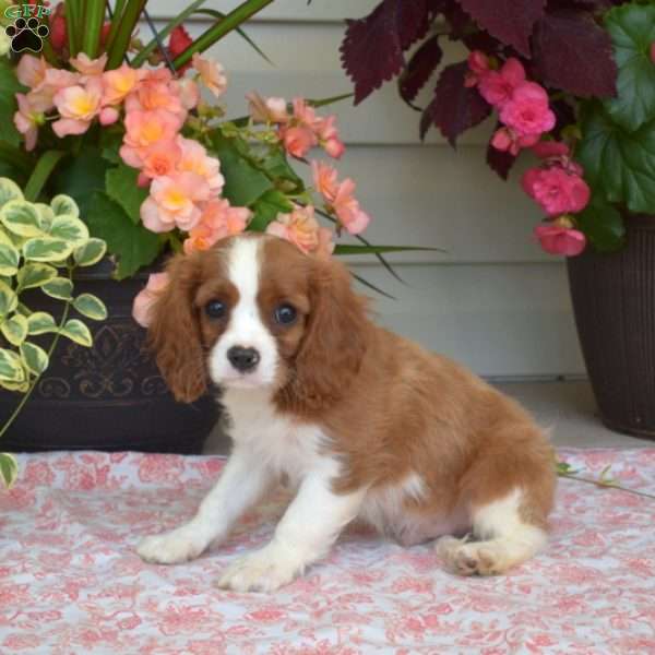 Simon, Cavalier King Charles Spaniel Puppy