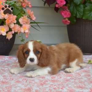 Simon, Cavalier King Charles Spaniel Puppy