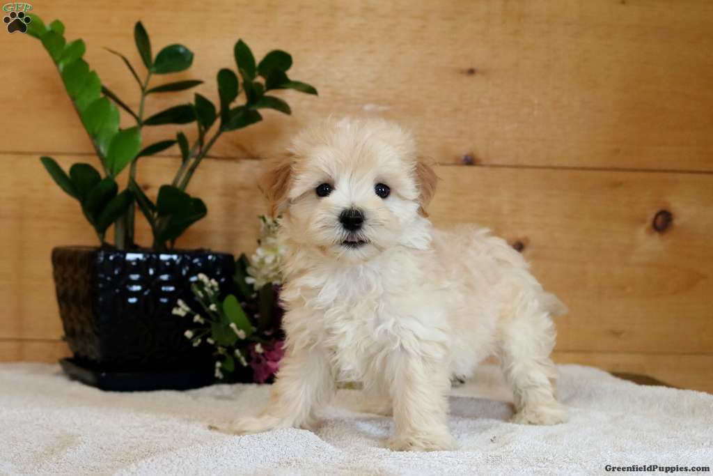 Simon - Maltipoo Puppy For Sale in Pennsylvania