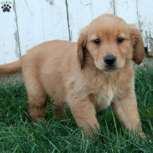 Simone, Golden Retriever Puppy