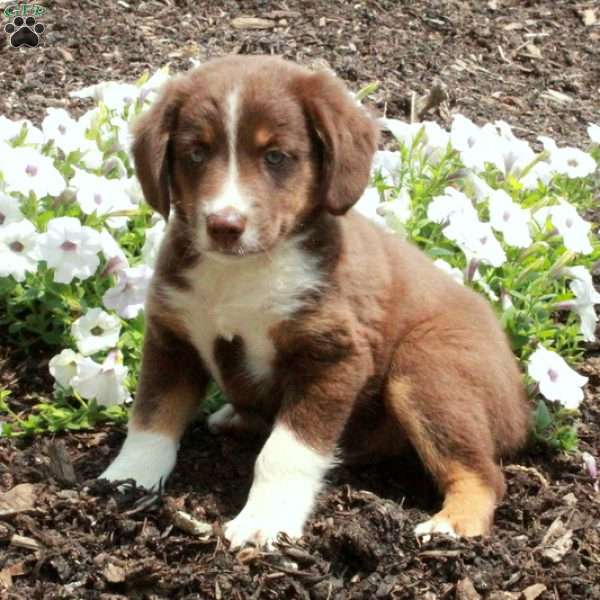 Skipper, Miniature Australian Shepherd Mix Puppy