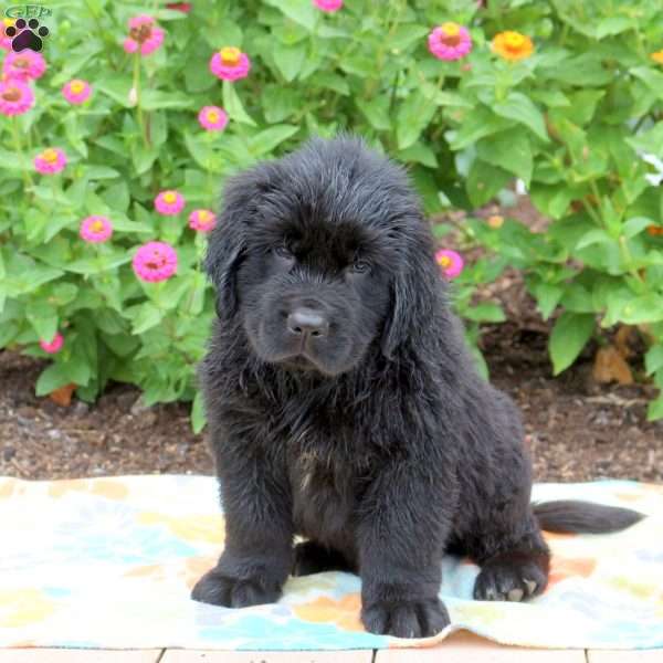 Skittles, Newfoundland Puppy