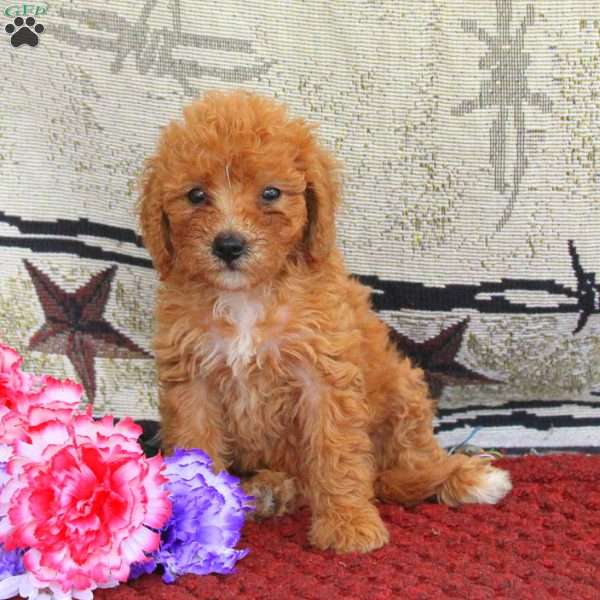 Sky, Cavapoo Puppy