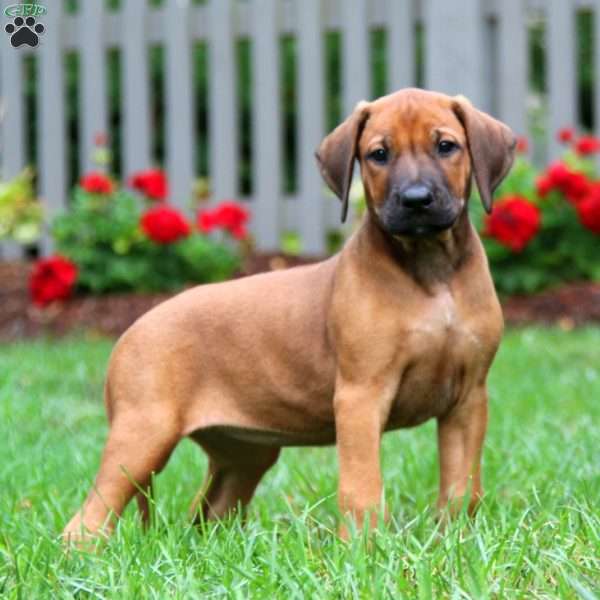 Skye, Rhodesian Ridgeback Puppy