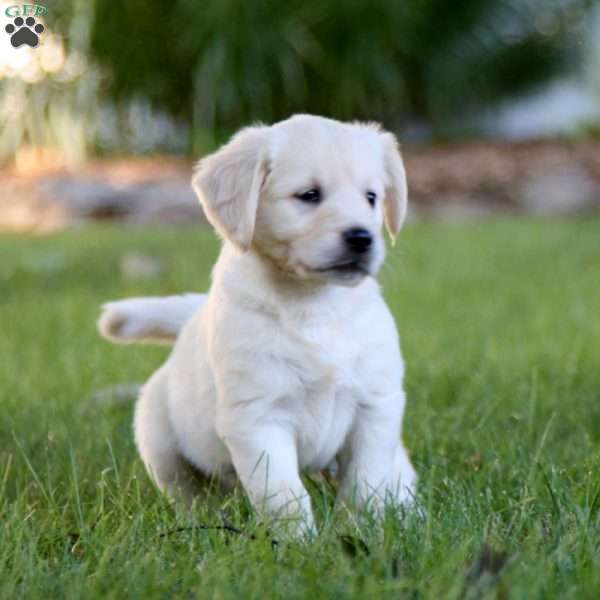 Skye, Golden Retriever Puppy