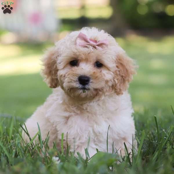 Skyla, Maltipoo Puppy