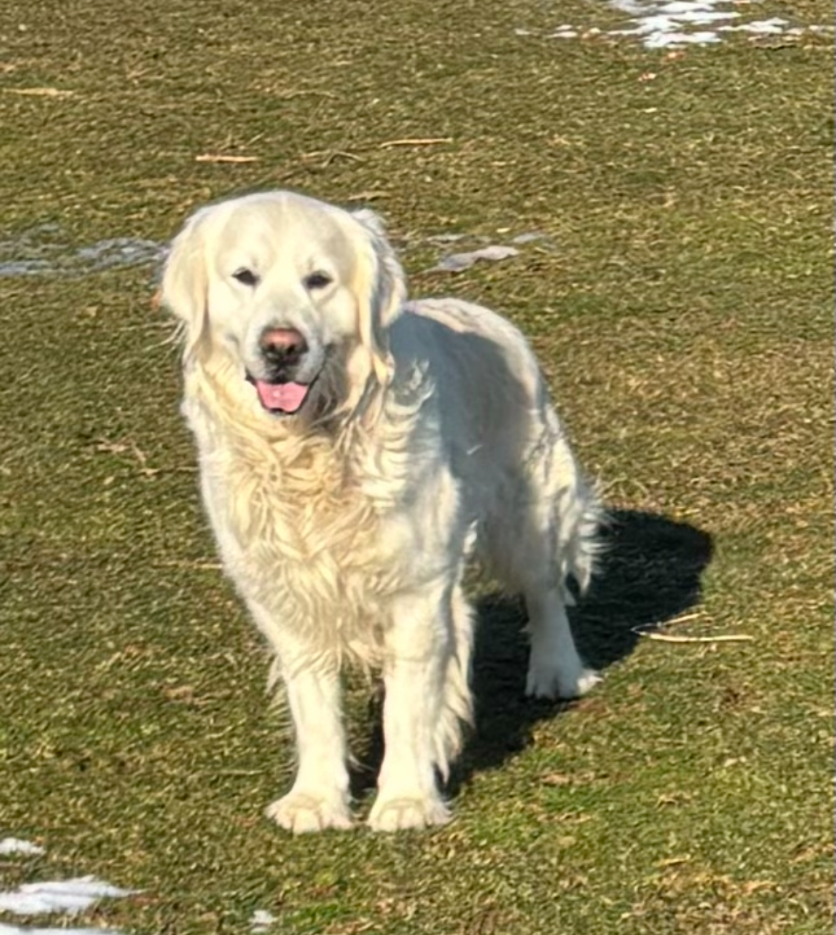 Elsa - English Cream Golden Retriever Puppy For Sale in Pennsylvania