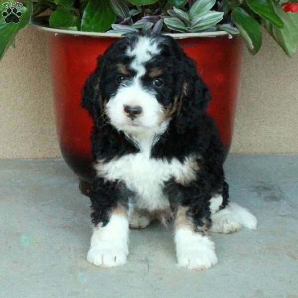 Smithy, Mini Bernedoodle Puppy