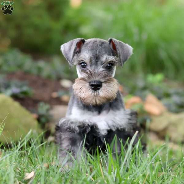 Smokey, Miniature Schnauzer Puppy