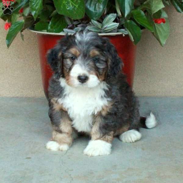 Smokey, Mini Bernedoodle Puppy