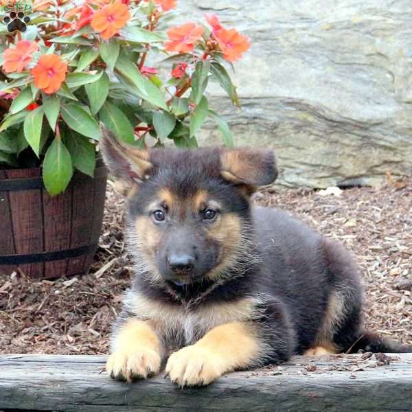 Smokey, German Shepherd Puppy