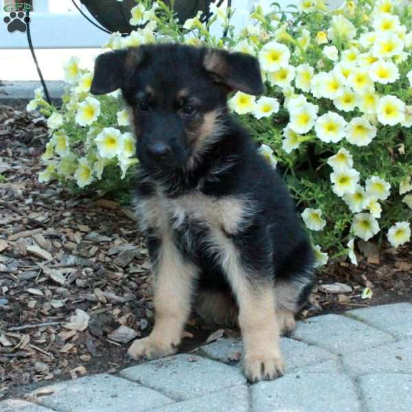 Snapper, German Shepherd Puppy