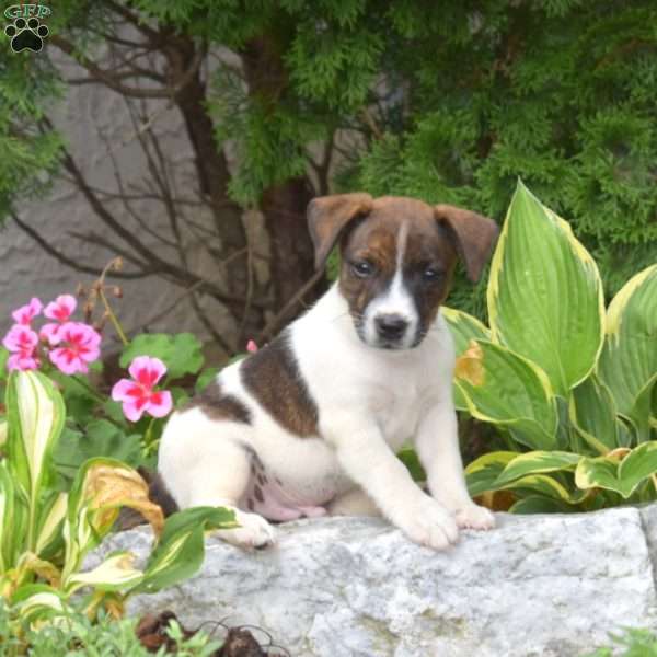 Snickers, Jack Russell Terrier Puppy