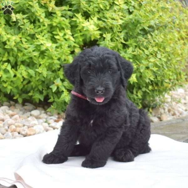 Snoopy, Goldendoodle Puppy