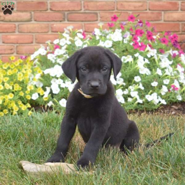 Snoopy, Black Labrador Retriever Puppy