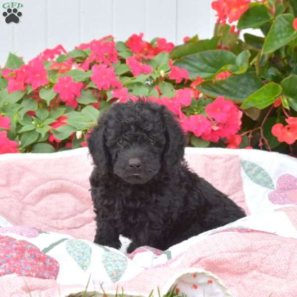 Snoopy, Mini Labradoodle Puppy