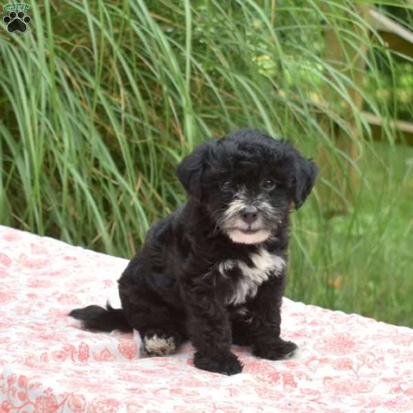 Snoopy, Yorkie Mix Puppy